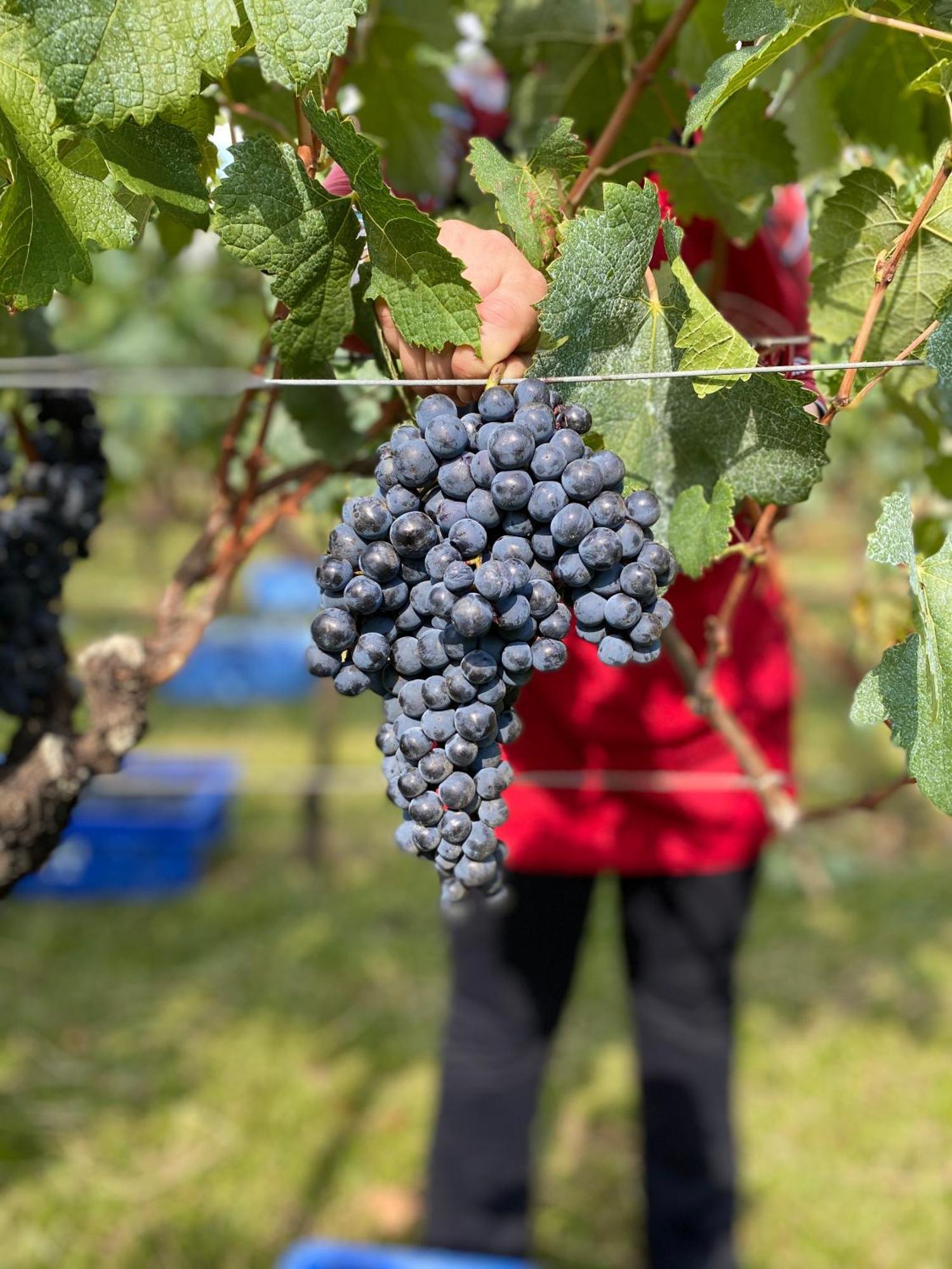 호텔 앤 스파 도 비뇨, 오토그래프 컬렉션 벤투곤살베스 외부 사진 Merlot