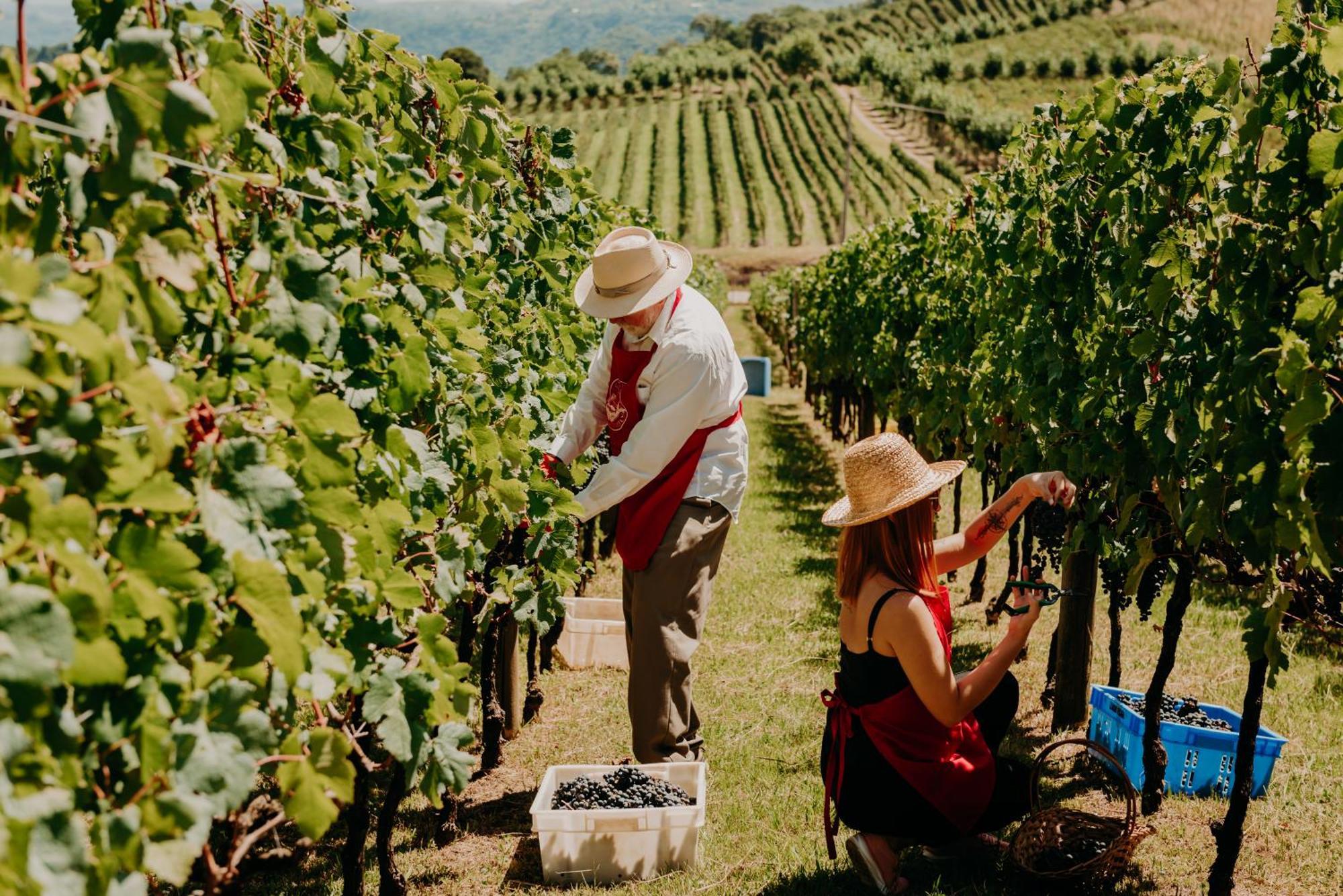 호텔 앤 스파 도 비뇨, 오토그래프 컬렉션 벤투곤살베스 외부 사진 Harvesting grapes in the Okanagan Valley